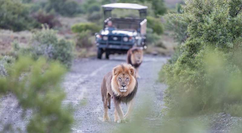 4-Day Safari Tour from Zanzibar to 3 Special Parks