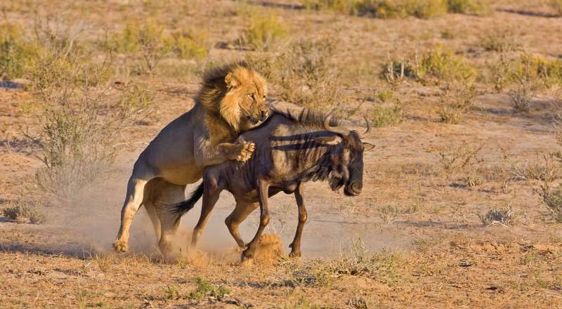 3-Day Tarangire-Ngorongoro -Manyara Safari from Zanzibar